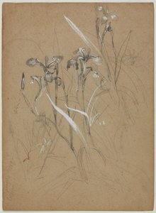 Plantenstudie, 30 juni 1859 door William Trost Richards